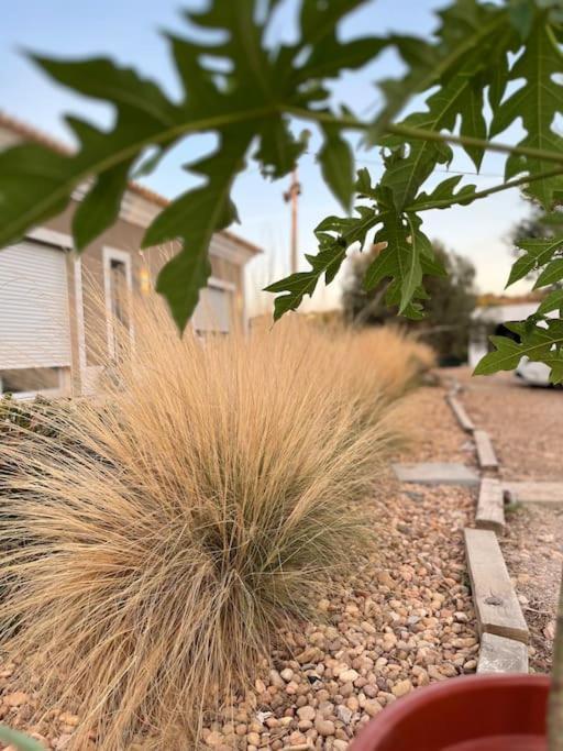 Quinta Da Alfarrobeira Peaceful Countryside Stay Faro Exterior photo